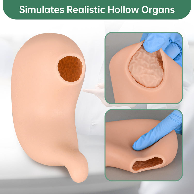 [Australia - AusPower] - Hollow Stomach Suturing Model - Hollow Organ Suture Practice Kit, Medical Nursing Student Supplies, Suture kit Perfect for Medical Students & Vet Training 