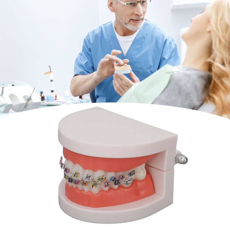 Tooth Demonstration Model, Teeth Dental Demonstration Model, Dental Typodont Teeth Model with Orthodontic Metal Clamp for Dentist Teaching Research Dental