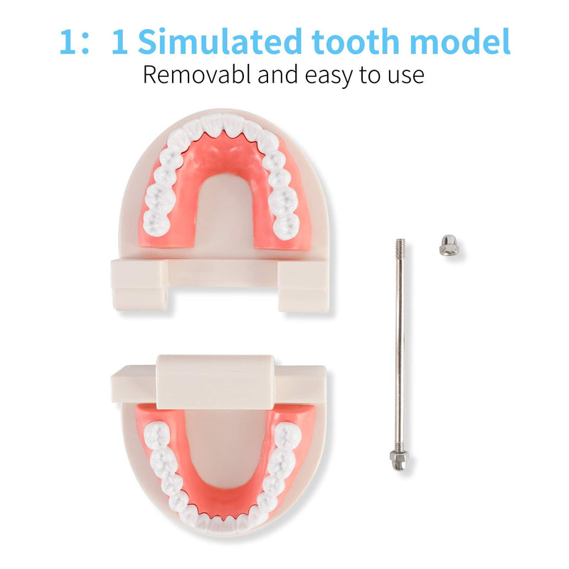 [Australia - AusPower] - Dental Adult Standard Teeth Model, Typodont Demonstration Denture Model|Mouth Teeth Model Dental Supplies for Kids, Dentist Students, Patient, Teaching, Studying, Displaying, Educating 