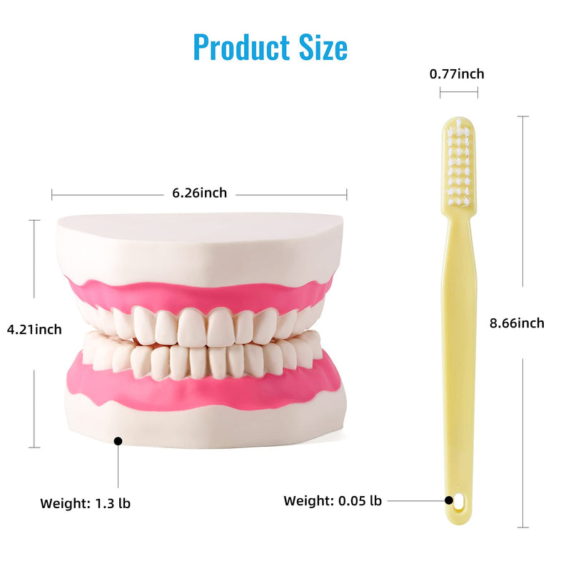 Annhua Large Anatonmical Teeth Model 6 Times Dental Hygiene Teeth Models, Dentist Teaching Oral Care Model with Detachable Tongue and Denture Toothbrush 6 Times Brushing Tooth Model