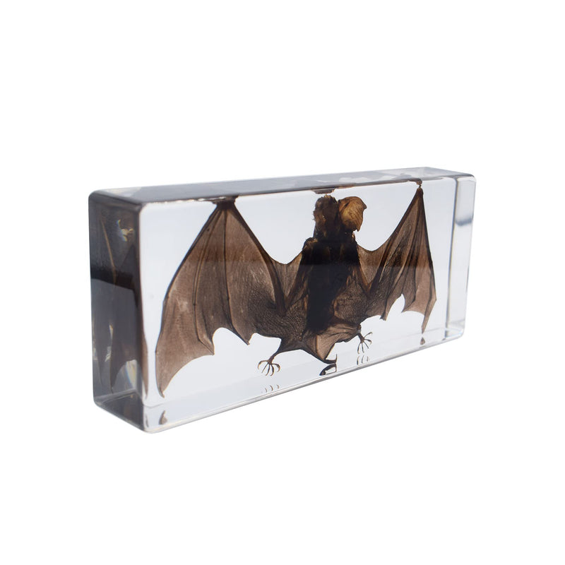 Large Taxidermy Real Bat Specimens Animal Specimen in Resin for Science Classroom Science Education XX-Large (7.9x3.6x1.6 Inch) XX-Large( 7.9x3.6x1.6 Inch )