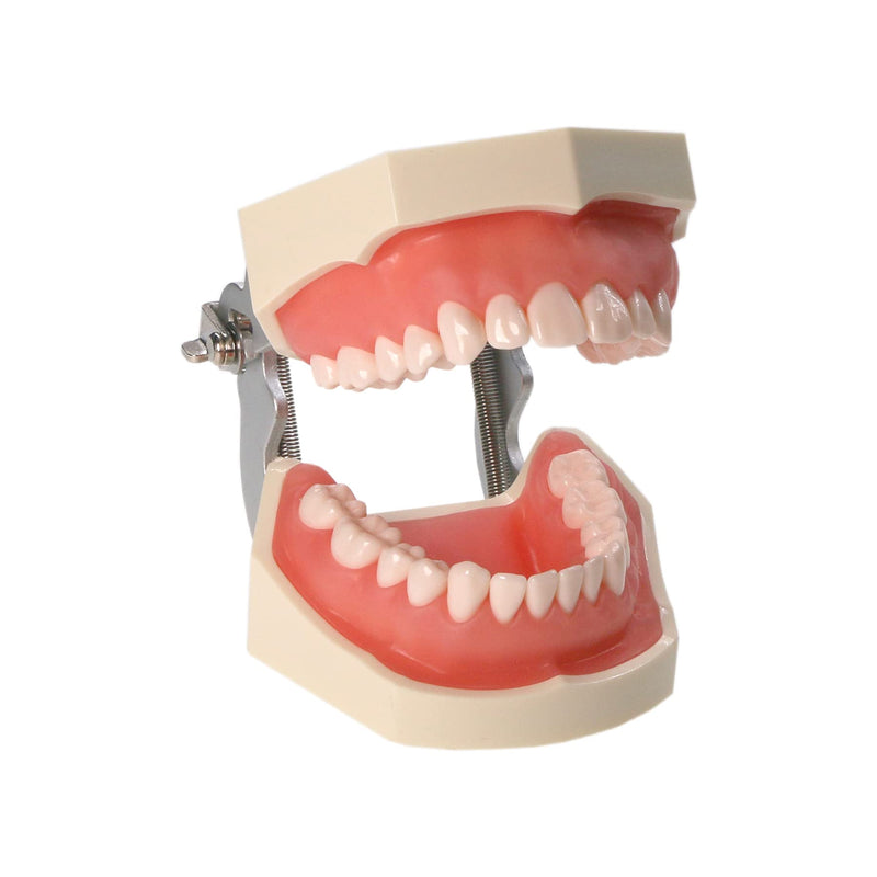 [Australia - AusPower] - Typodont Teeth Model Kilgore NISSIN 200 Type Detachable Removable 28pcs Screw-in Teeth Model with Screwdriver Suitable Teaching Dental Students M8011-D (M8011D-1) 