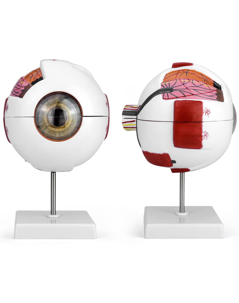 QWORK 6X Enlarged Human Eye Anatomy Model, Magnified Eyeball Model with Detachable Bracket, Anatomically Accurate Science Education Display Medical Teaching Education Human Eye Anatomical Model