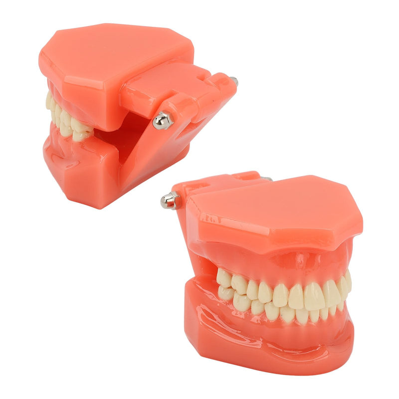 Dental Model Dentist, Acrylic Teeth Dental Demonstration Model, Expandable by 180° Anatomical Dental Model for Dental Teaching or Oral Care