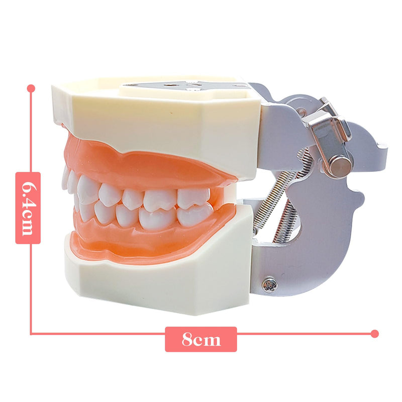 [Australia - AusPower] - Typodont Teeth Model with Removable Teeth,Dental Tooth Model Suitable for Teaching, Practice and Study, with a Small Screwdriver. (28 Teeth) 28 teeth 