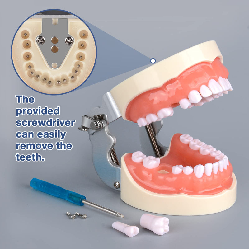 [Australia - AusPower] - Typodont Teeth Model with 32 Detachable Teeth for Dental Hygiene Students, Suitable for Teaching, Practice and Study, with a Small Screwdriver 
