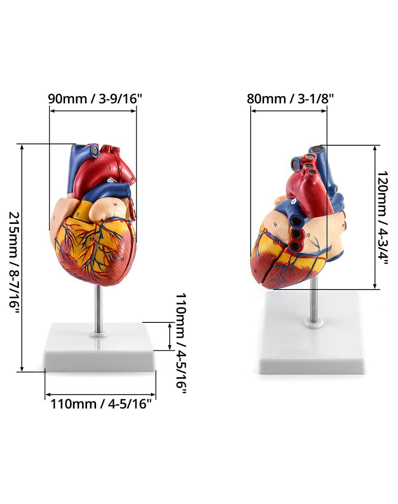 QWORK Human Heart Model, Anatomically Accurate Numbered 2-Part Life Size Heart Medical Model with 34 Anatomical Structures, Held Together with Magnets on Base 1 Pc