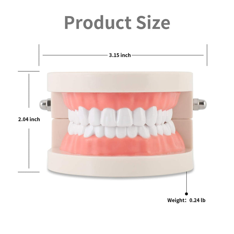 [Australia - AusPower] - Dental Adult Standard Teeth Model, Typodont Demonstration Denture Model|Mouth Teeth Model Dental Supplies for Kids, Dentist Students, Patient, Teaching, Studying, Displaying, Educating 