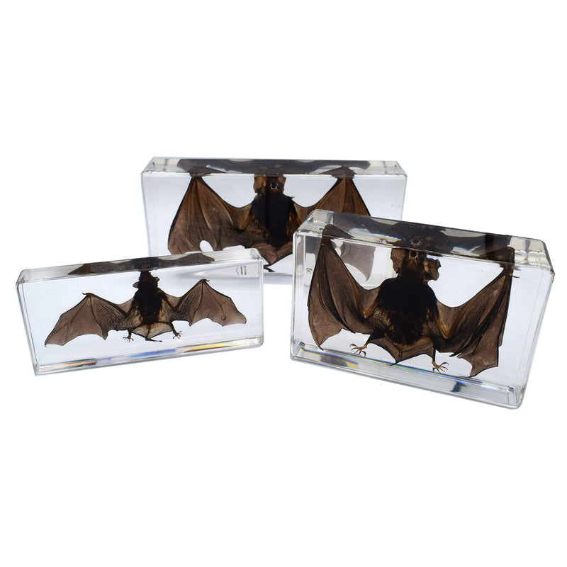 Large Taxidermy Real Bat Specimens Animal Specimen in Resin for Science Classroom Science Education XX-Large (7.9x3.6x1.6 Inch) XX-Large( 7.9x3.6x1.6 Inch )