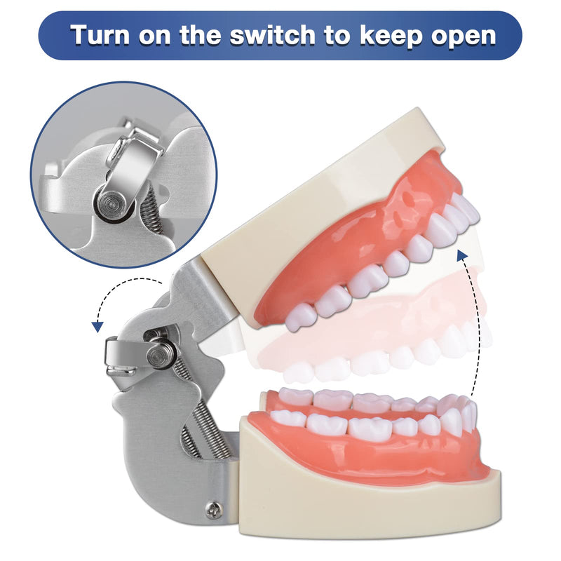 [Australia - AusPower] - Typodont Teeth Model with 32 Detachable Teeth for Dental Hygiene Students, Suitable for Teaching, Practice and Study, with a Small Screwdriver 