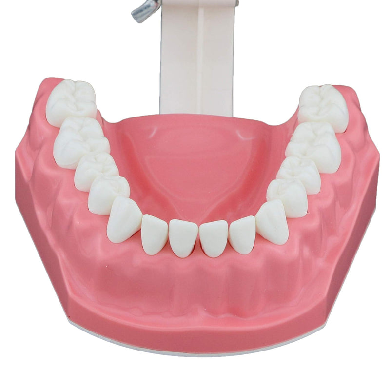[Australia - AusPower] - Dental Model Brushing Flossing Practice Teeth Typodonts Mode Gingiva Visible Anatomic Demonstration Teaching Studying Standard Size 