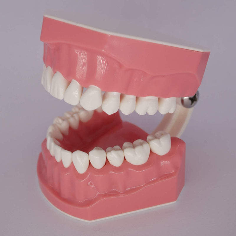 [Australia - AusPower] - Dental Teeth Model Typodont for Brushing Flossing Practice Demonstration Teaching Studying 1:1 Standard Size 