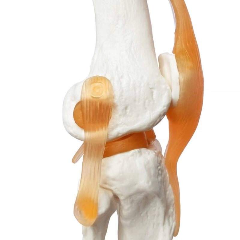 Human Anatomy Knee Joint Model 1:1 with Ligaments / Textbook | EVOTECH SCIENTIFIC Knee Joint Bone Anatomy Model, Suitable for Anatomy Studies, Education and Teaching Purposes Knee With Ligament