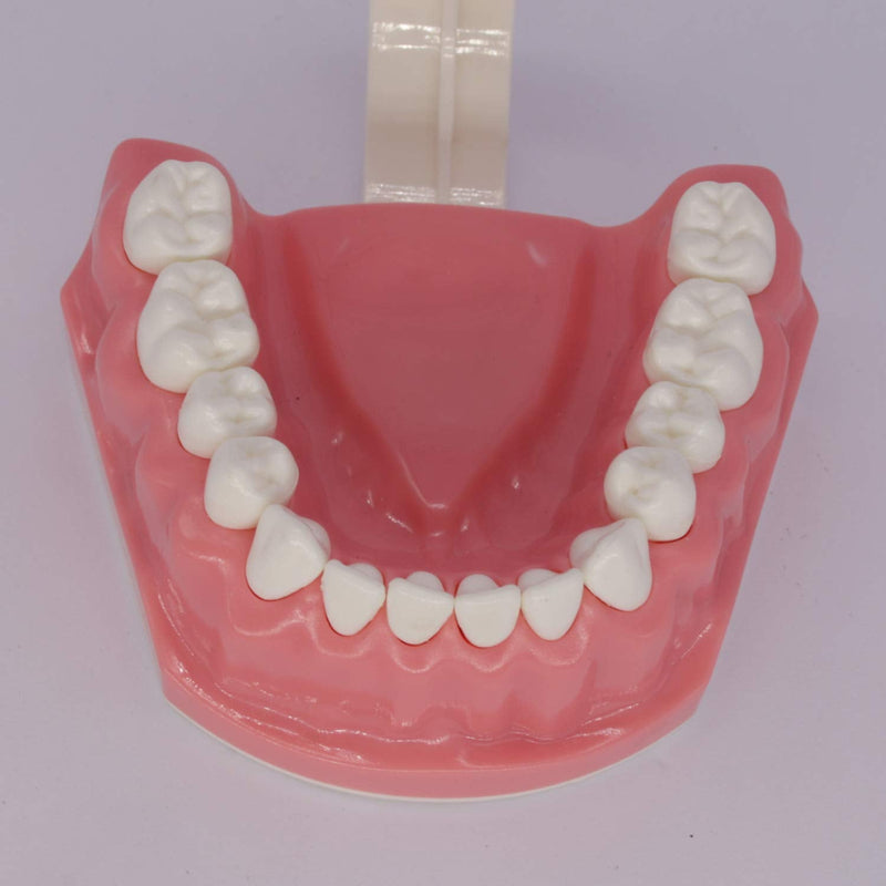 [Australia - AusPower] - Dental Teeth Model Typodont for Brushing Flossing Practice Demonstration Teaching Studying 1:1 Standard Size 