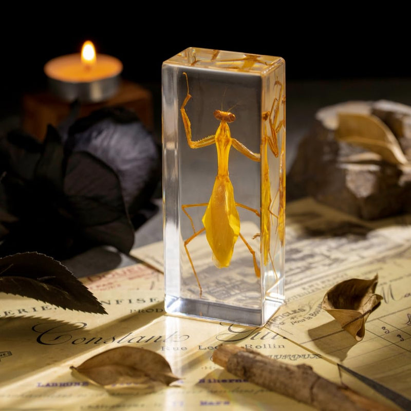 Real Mantis Specimen in Resin - Authentic Mantis Encased in Clear Resin Block, Perfect for Science Education, Oddities Collectors, and Biology Enthusiasts