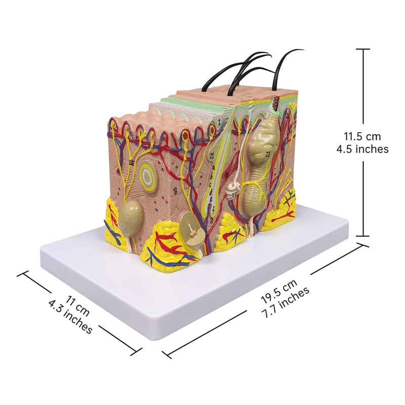 Ultrassist Skin Anatomy Model, 35X Enlarged Skin Anatomical Model with Study Guide, Teaching Tool for Science Study or Patient Education