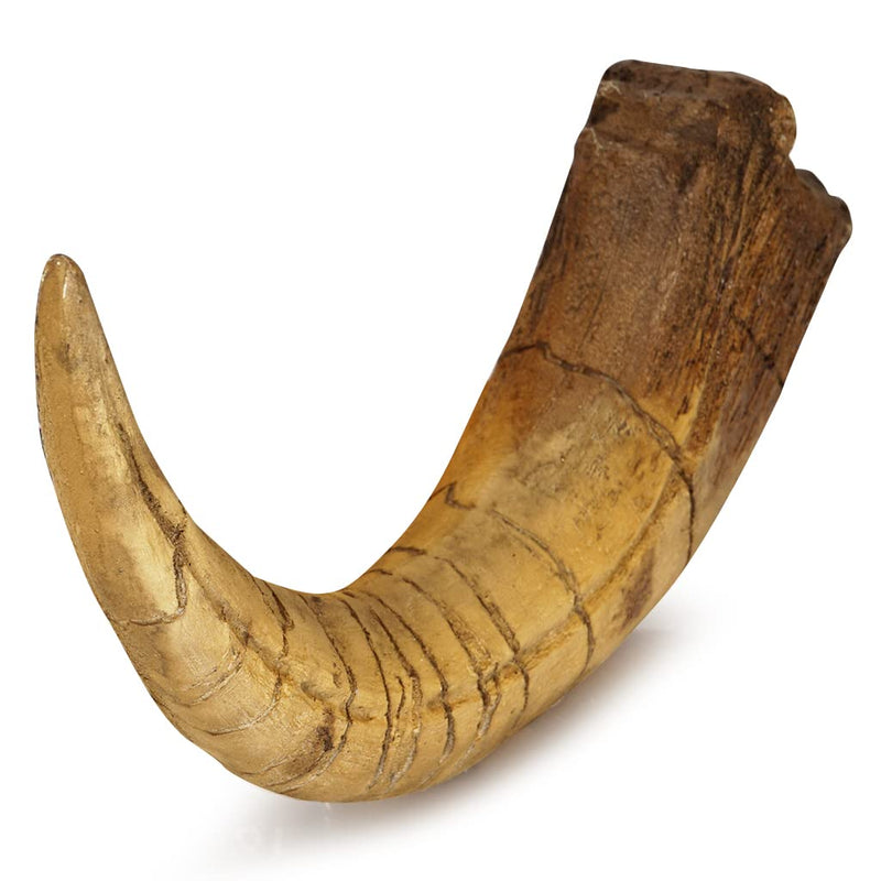 Fossilized Teeth and Claws of Various Prehistoric Dinosaurs, Megalodon Shark Teeth, and High-Fidelity Replicas (Megaraptor Claw) Megaraptor Claw