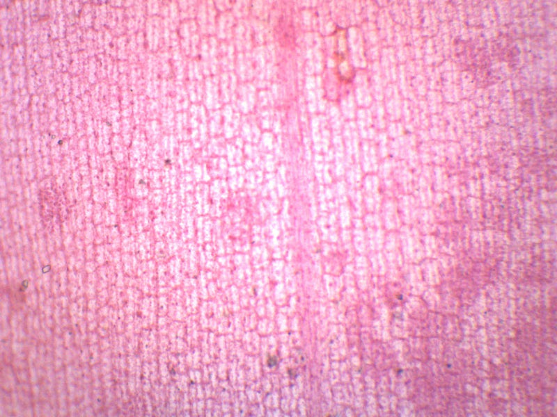 [Australia - AusPower] - EISCO Elodea, Submerged Leaf - Prepared Microscope Slide - 75 x 25mm - Microscopy Single Slide 