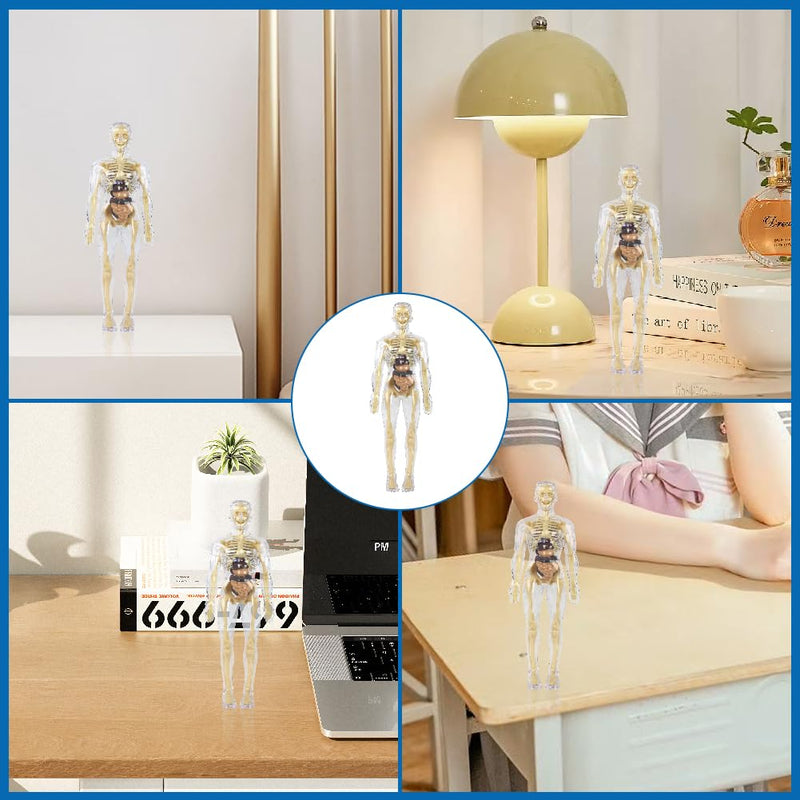 Anatomy Model Children, Anatomy Figure, Human Body Model for Children, Preschool Training for Children, Human Skeleton with Muscles, Model for Anatomy