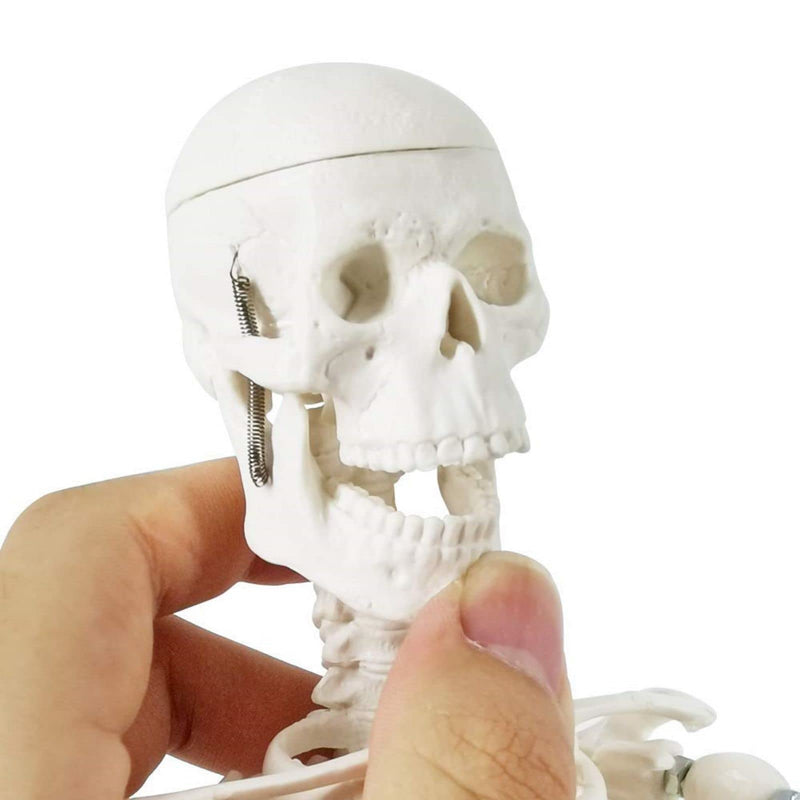 Mini Human Anatomy Full Body Skeleton Model, 17.7"/45 cm | EVOTECH SCIENTIFIC Modelo Anatómico De Esqueleto Humano, Adecuado Para El Aprendizaje De Anatomía, Demostración Didáctica 45CM (17.7")