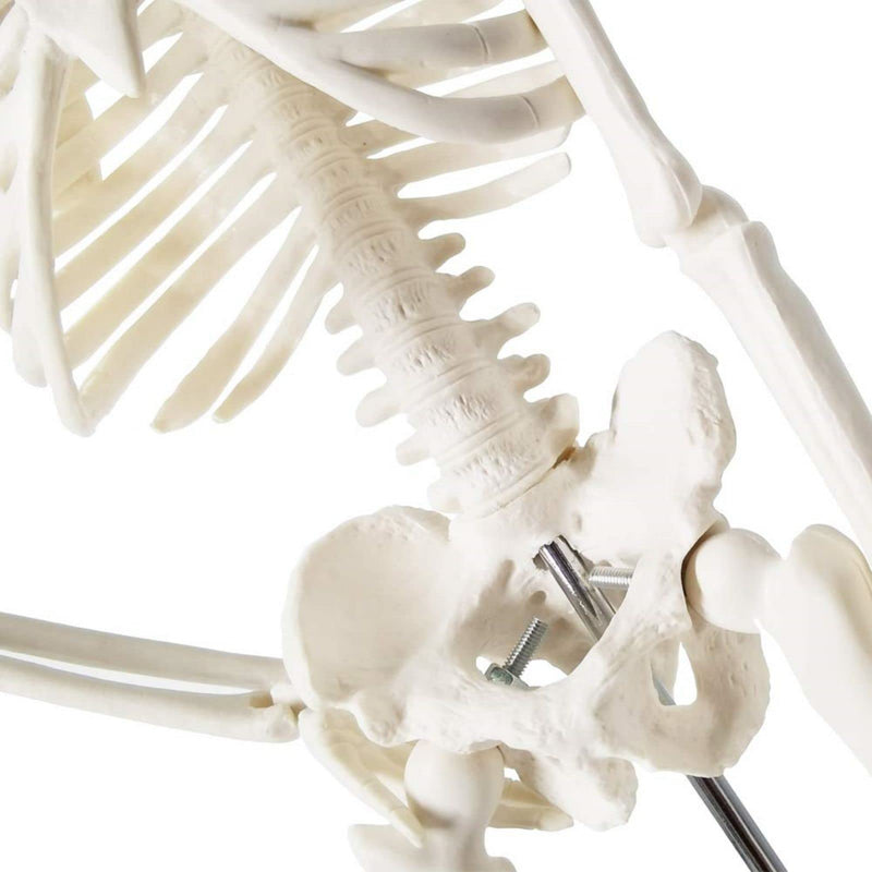 Mini Human Anatomy Full Body Skeleton Model, 17.7"/45 cm | EVOTECH SCIENTIFIC Modelo Anatómico De Esqueleto Humano, Adecuado Para El Aprendizaje De Anatomía, Demostración Didáctica 45CM (17.7")