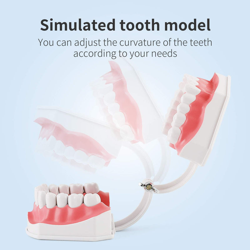 [Australia - AusPower] - Annhua Large Dental Teeth Model with Denture Toothbrush, 2 Times Brushing Tooth Model Teaching Tools with Removable Lower Teeth for Kids, Dental Students, Educators 