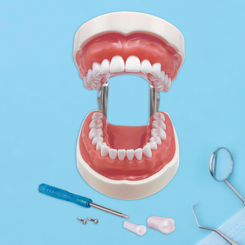 Typodont Teeth Model with Removable Teeth,Dental Tooth Model Suitable for Teaching, Practice and Study, with a Small Screwdriver. (32 Teeth) 32 teeth