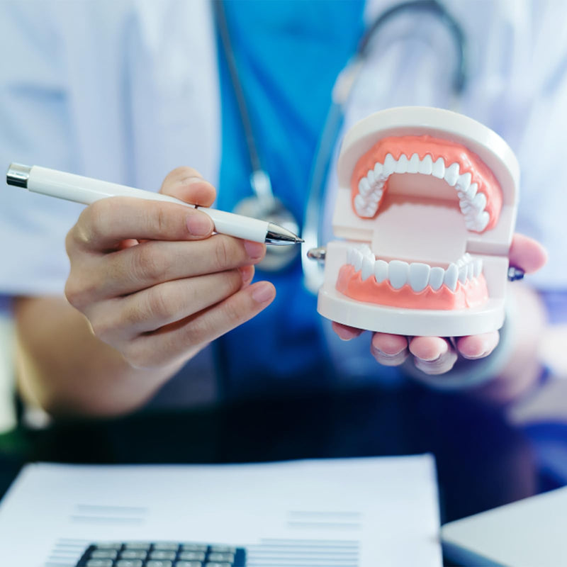 Teeth Dental, 2 Pieces Dental Model, Demonstration Model Tooth Model | Teeth model, PVC dental care model demonstration tool teeth model standard for teaching, dental teaching, oral care