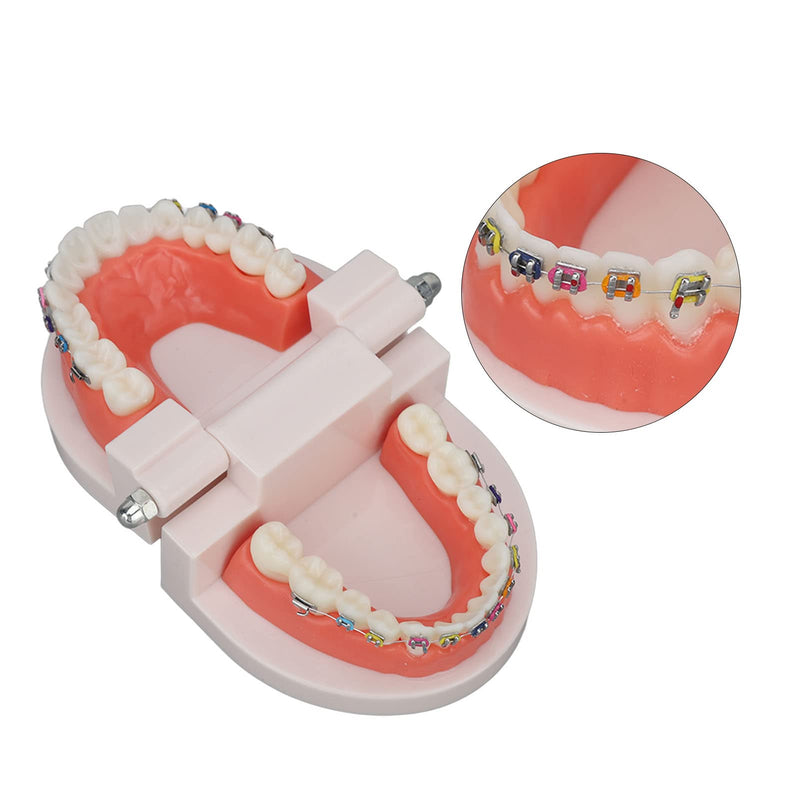 Tooth Demonstration Model, Teeth Dental Demonstration Model, Dental Typodont Teeth Model with Orthodontic Metal Clamp for Dentist Teaching Research Dental