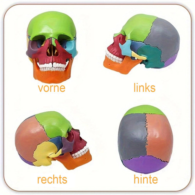 Mini Anatomical Skull Model with Marking - Didactic Skull Model | Precise skull model, 12 x 8.5 x 12 cm, removable, color-coded, for medicine, teaching colored