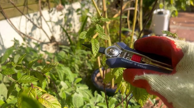 Spear & Jackson Razorsharp Mini Pruner Set for Small Garden Tasks and Bonsai Care, 2 Piece Precision Compact Lightweight Ergonomic Pruning Shears