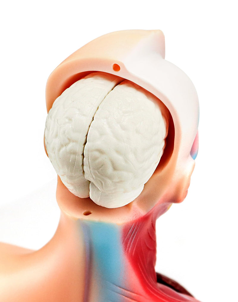 QWORK 15-Piece Human Anatomy Model - Skull Brain Torso and Internal Organs - for Medical Students Doctors and Teachers - 28 cm