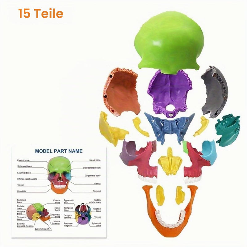 Mini Anatomical Skull Model with Marking - Didactic Skull Model | Precise skull model, 12 x 8.5 x 12 cm, removable, color-coded, for medicine, teaching colored