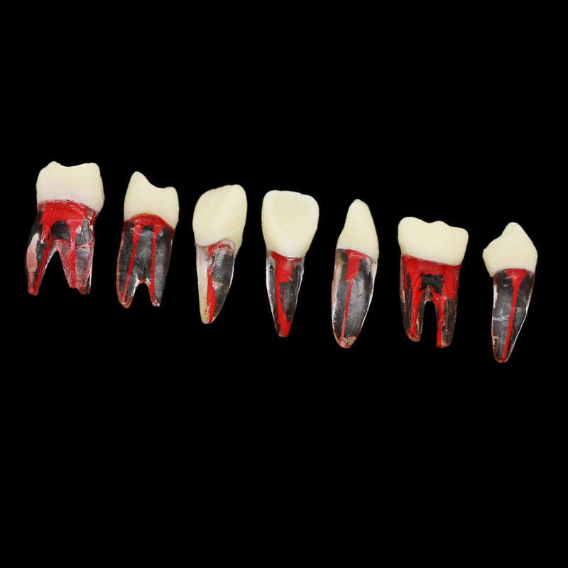 7Pcs Teeth Root Canal Model Endodontic File RCT Practice Pulp for ...