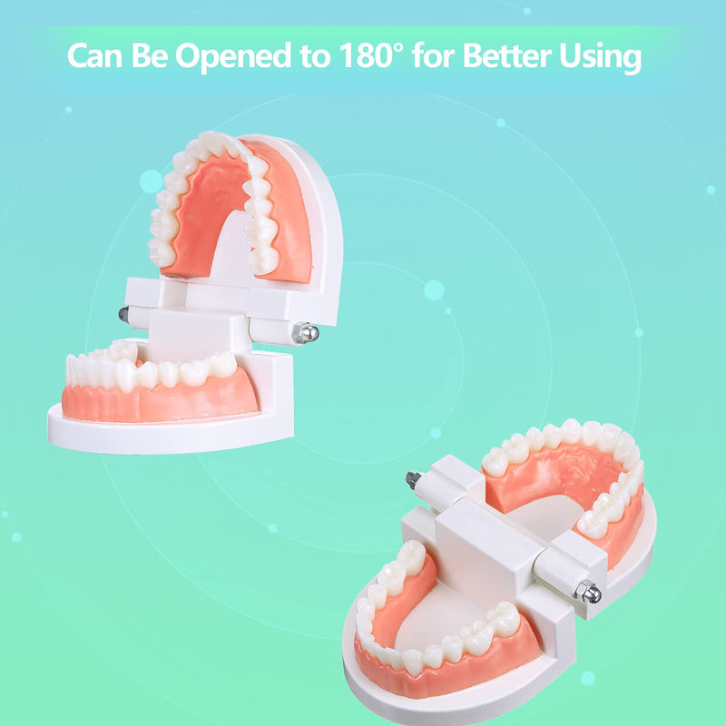 Patelai 2 Pcs Standard Teeth Model Denture Model Teeth Teaching Model Adult Standard Demonstration Teeth Model with Toothbrush for Kids Teaching Supplies