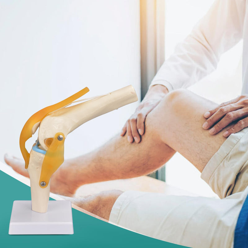 Human Knee Joint Model, 1:1 Scientific Life Size Anatomy Model with Ligaments, Anatomical Teaching Tool for Patient Education and Study