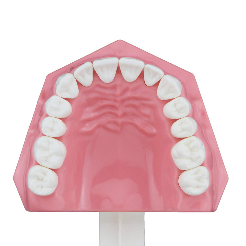[Australia - AusPower] - Dental Model Brushing Flossing Practice Teeth Typodonts Mode Gingiva Visible Anatomic Demonstration Teaching Studying Standard Size 