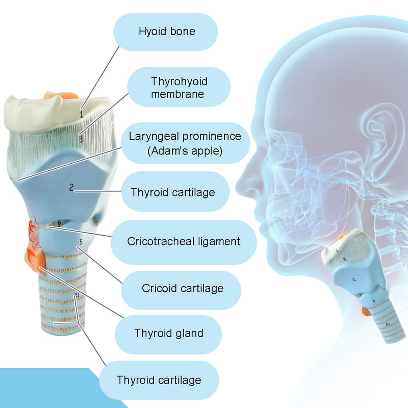 Human Larynx Model, 2 Parts Larynx Throat Anatomical Model for Medical Anatomy and Physiology Study Research Teaching
