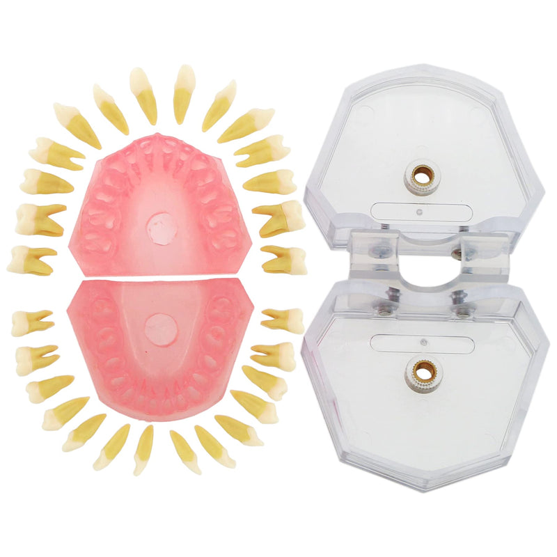[Australia - AusPower] - Dental Demonstration teeth Model - Standard Study Teaching dental mode with all Removable Teeth #4004 Silica Gel Material Soft and Bendable Teeth Typodonts 