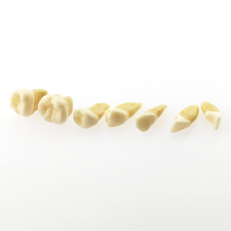 [Australia - AusPower] - Dental Demonstration teeth Model - Standard Study Teaching dental mode with all Removable Teeth #4004 Silica Gel Material Soft and Bendable Teeth Typodonts 