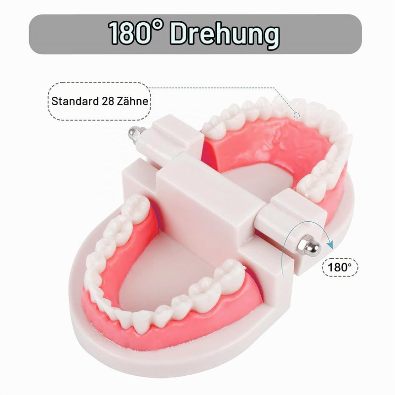 NIYATA Set of 2 dental model dentures, model standard dentist, denture model demonstration with 2 toothbrushes for dental teaching, oral care, dental clinics