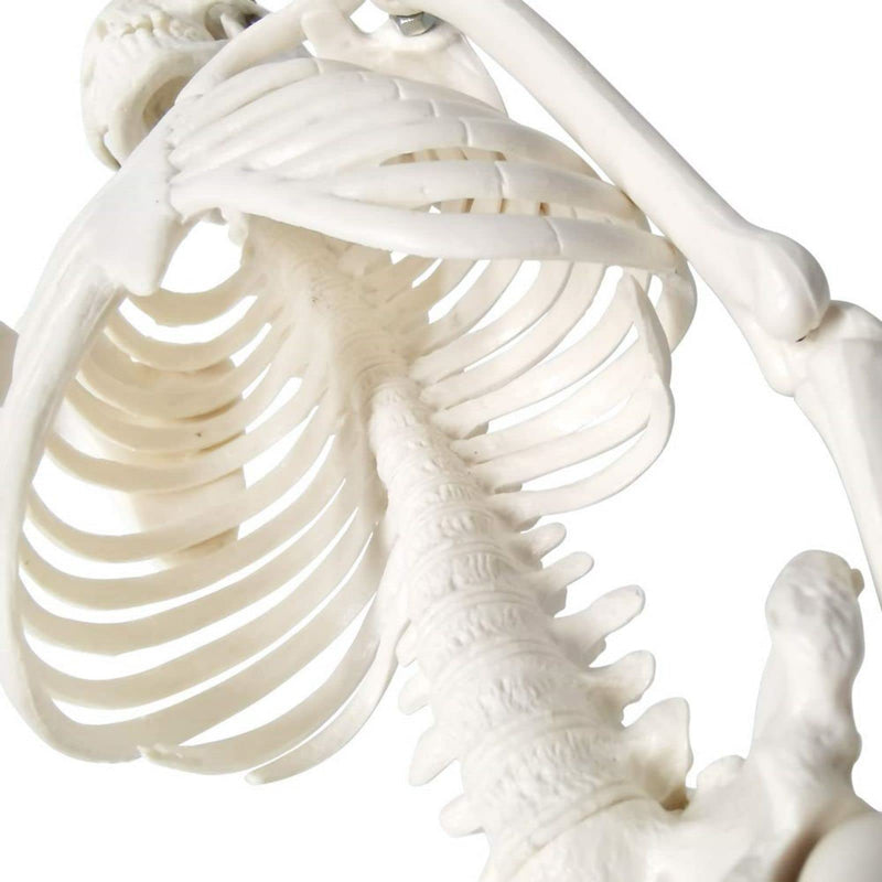 Mini Human Anatomy Full Body Skeleton Model, 17.7"/45 cm | EVOTECH SCIENTIFIC Modelo Anatómico De Esqueleto Humano, Adecuado Para El Aprendizaje De Anatomía, Demostración Didáctica 45CM (17.7")