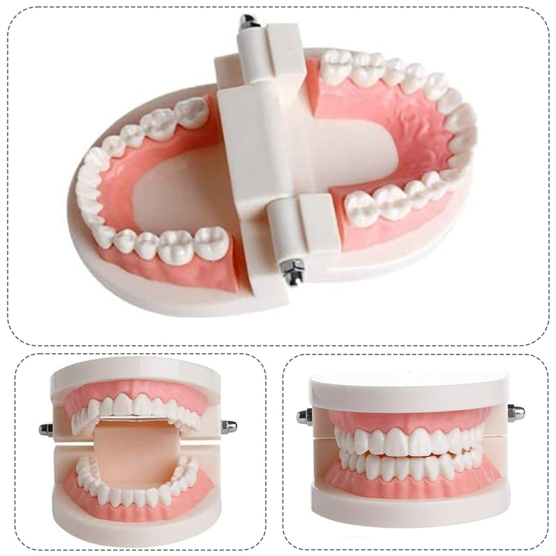 NIYATA Set of 2 dental model dentures, model standard dentist, denture model demonstration with 2 toothbrushes for dental teaching, oral care, dental clinics