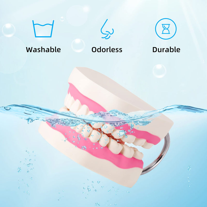 Annhua Large Anatonmical Teeth Model 6 Times Dental Hygiene Teeth Models, Dentist Teaching Oral Care Model with Detachable Tongue and Denture Toothbrush 6 Times Brushing Tooth Model