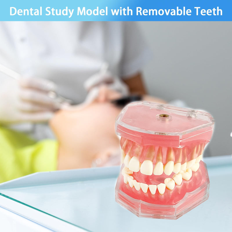 [Australia - AusPower] - Standard Study Teaching Dental Model with All Removable Teeth - Soft Silicone Gel Gum and Bendable Teeth Typodonts for Students and Professionals - Ideal for Dental Education and Demonstrations 