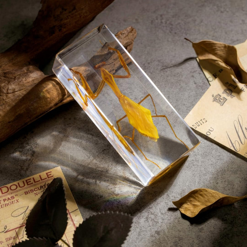 Real Mantis Specimen in Resin - Authentic Mantis Encased in Clear Resin Block, Perfect for Science Education, Oddities Collectors, and Biology Enthusiasts
