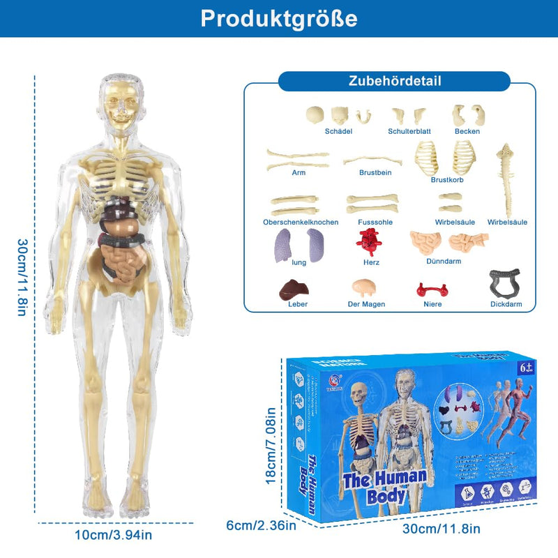 Anatomy Model Children, Anatomy Figure, Human Body Model for Children, Preschool Training for Children, Human Skeleton with Muscles, Model for Anatomy