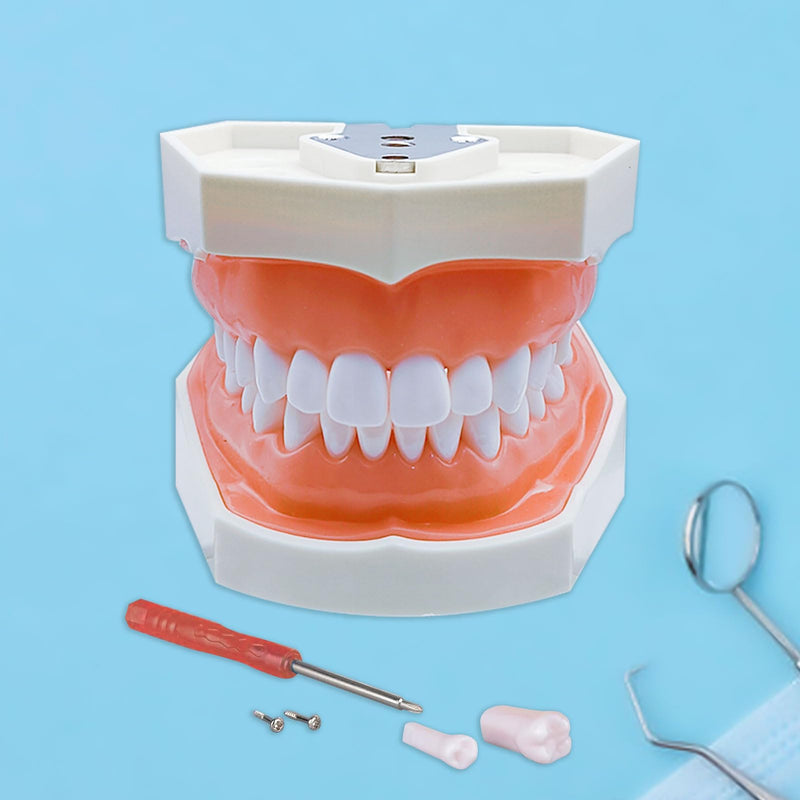 [Australia - AusPower] - Typodont Teeth Model with Removable Teeth,Dental Tooth Model Suitable for Teaching, Practice and Study, with a Small Screwdriver. (28 Teeth) 28 teeth 