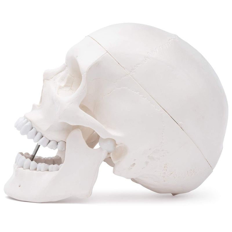S24.2103 Human Skull, life-size, 3 parts 1. Teeth in white