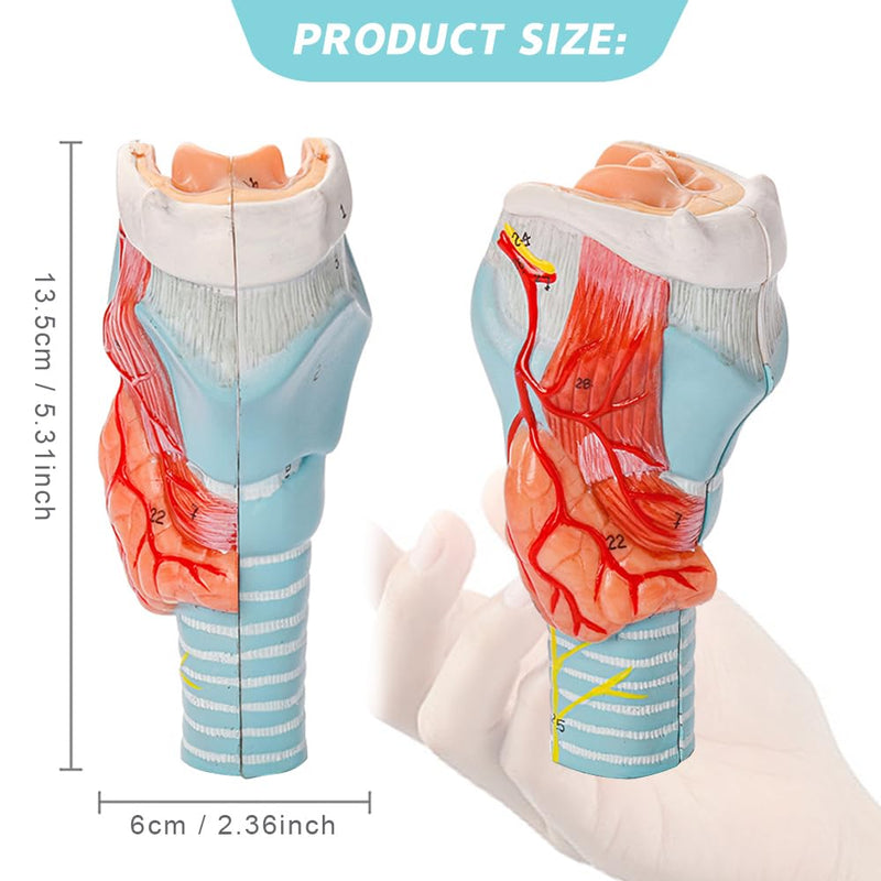 Human Larynx Model, 2 Parts Larynx Throat Anatomical Model for Medical Anatomy and Physiology Study Research Teaching